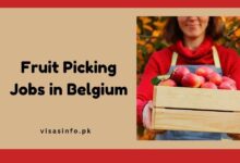 Fruit Picking Jobs in Belgium