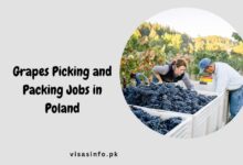 Grapes Picking and Packing Jobs in Poland