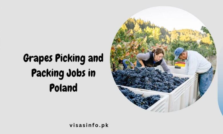 Grapes Picking and Packing Jobs in Poland