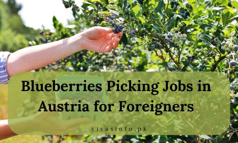 Blueberries Picking Jobs in Austria for Foreigners